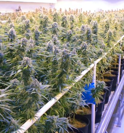 Marijuana producer Tilray says revenue surged more than 85 percent last quarter