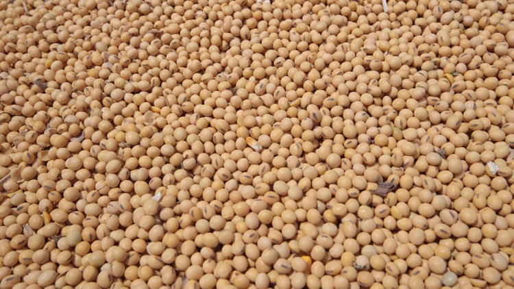 Soybean farmer: We may not survive trade tensions with China