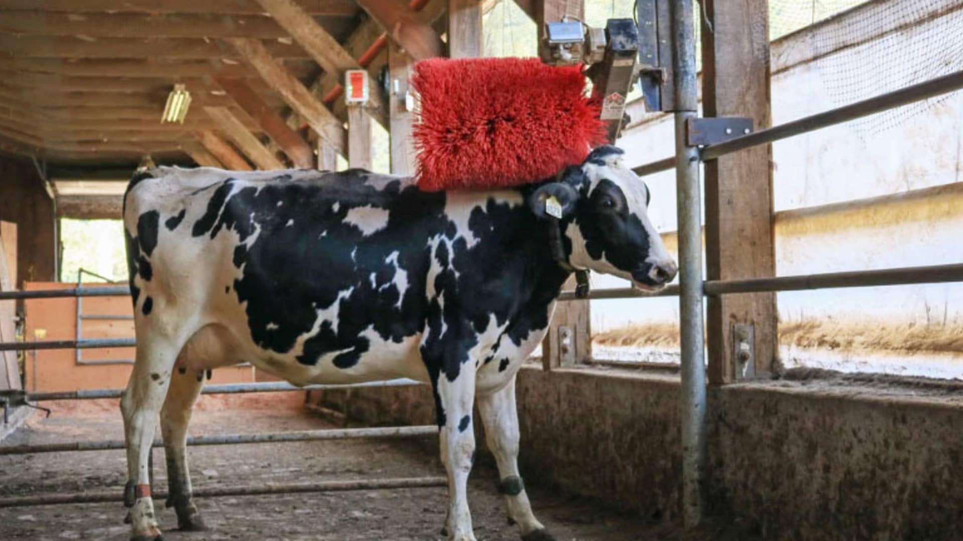 Give a cow a brush, and watch it scratch that itch