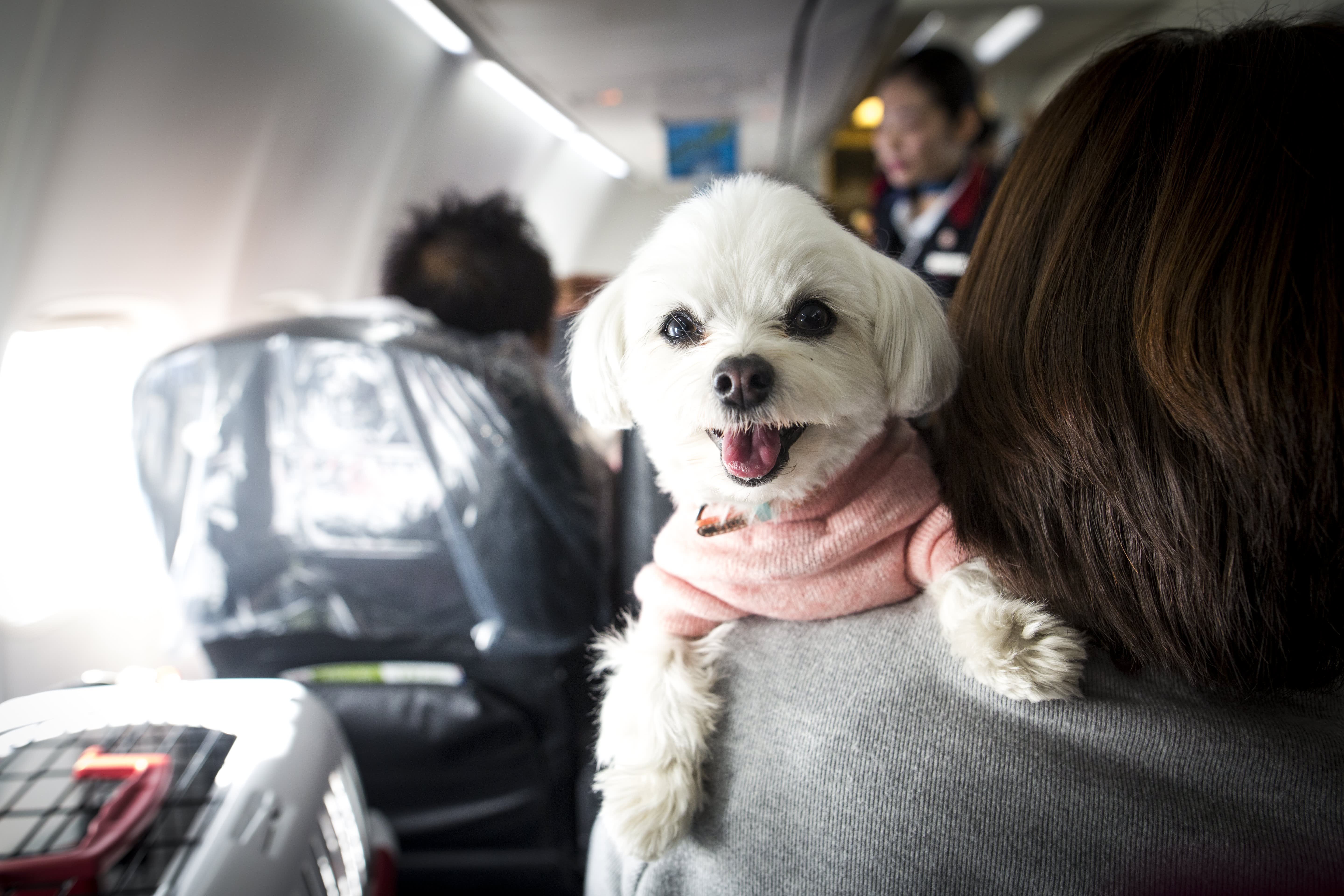 flying with your dog southwest