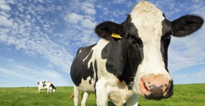 Meet the dairy firm hoping to power its delivery trucks using cow manure