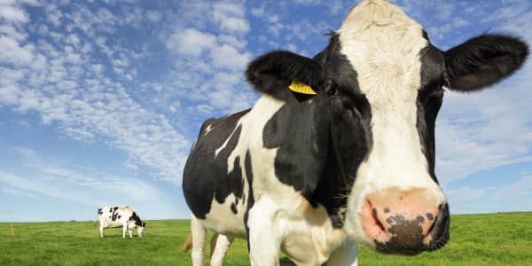 Meet the dairy firm hoping to power its delivery trucks using cow manure