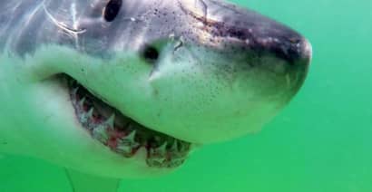 Local businesses and tourists are embracing Cape Cod's great white shark boom