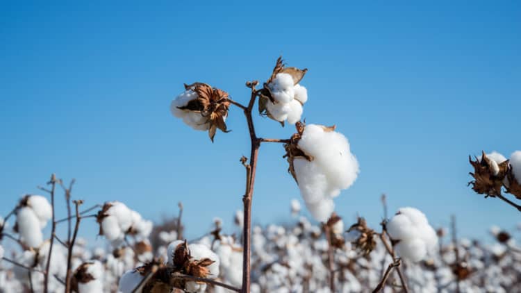 Hurricane Florence puts the Carolinas' cotton crops in danger, meteorologist says