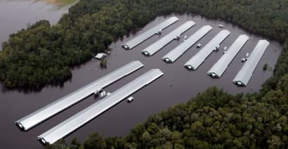 Florence hits North Carolina agriculture, kills 3.4 million chickens and turkeys