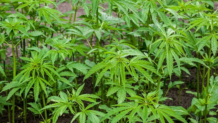 Canadian marijuana producers expect to see shortage amid high expectations