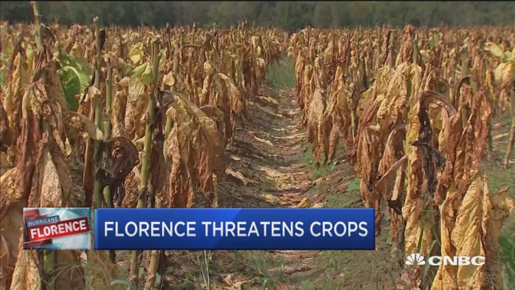 Post-Florence flooding threatens Carolina crops