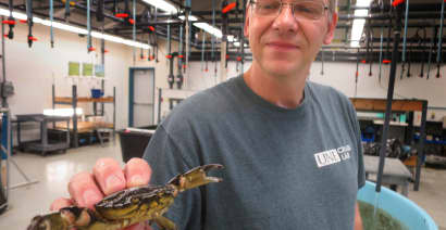 'Highly aggressive' green crabs from Canada menace Maine's coast