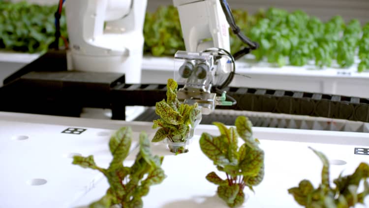 This farm is run entirely by robots