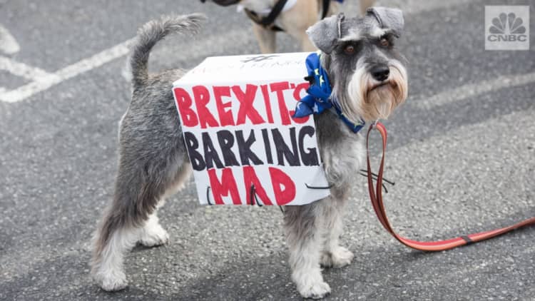 The 'Wooferendum': Dogs and owners protest in anti-Brexit march