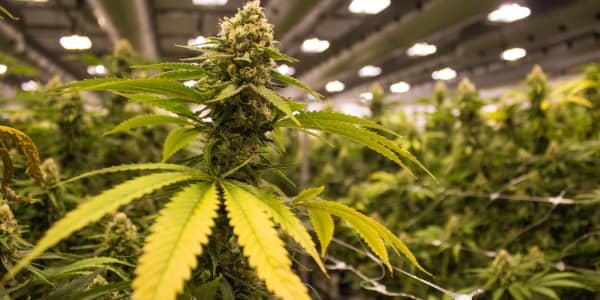 2019 is the year the US legalizes cannabis, CEO of pot firm Acreage  says