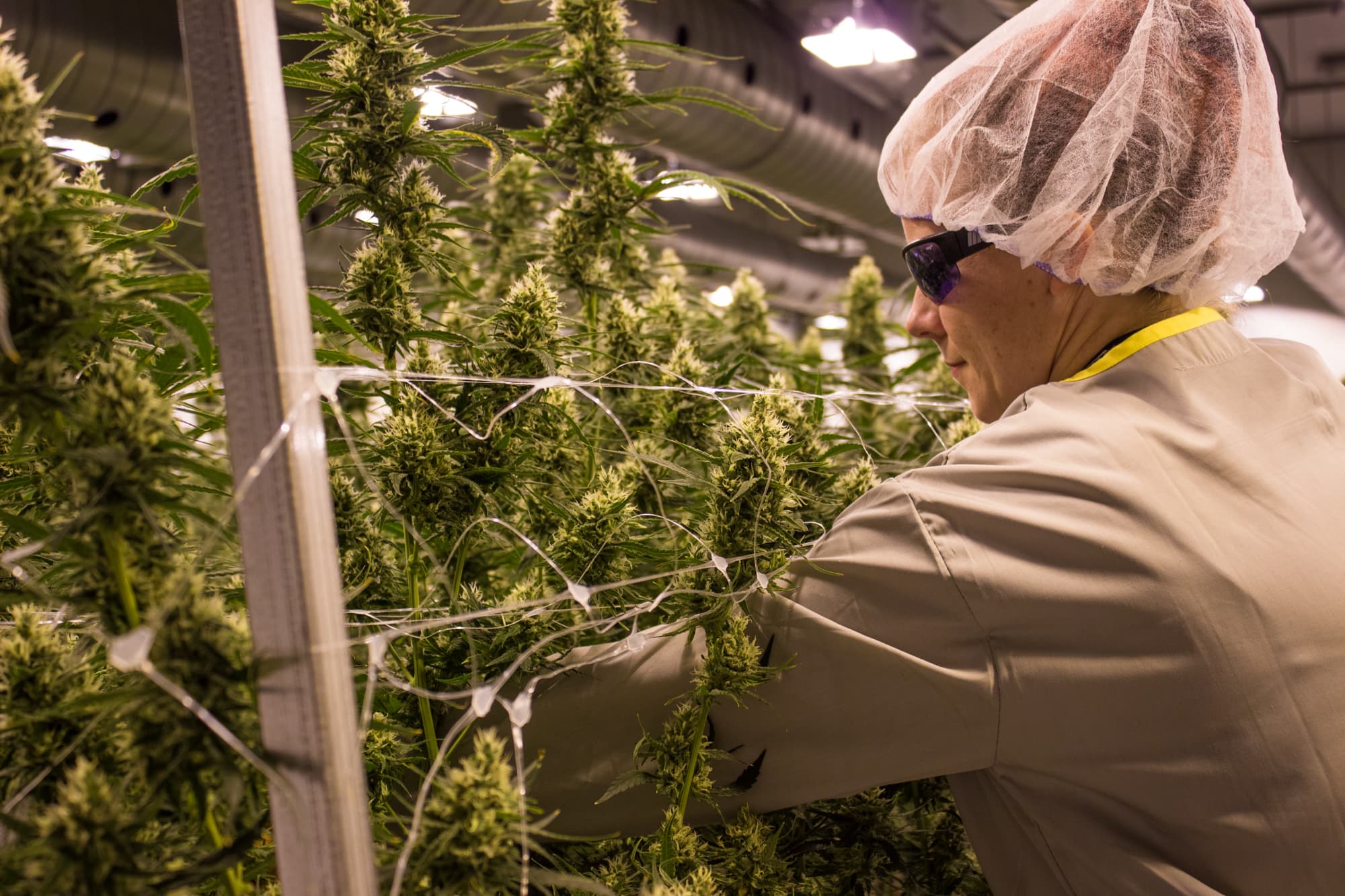 You can go to school for cannabis jobs—but it may not be necessary