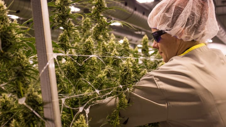 You can go to school for cannabis jobs—but it may not be necessary