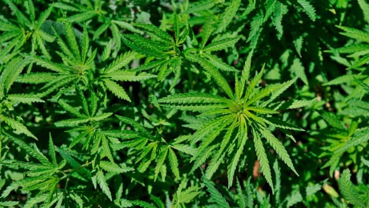 Expert says we are gaining momentum toward sensible cannabis reform