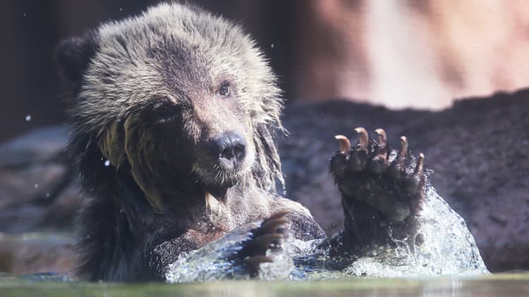 Bear market is mauling stocks, says Jim Cramer