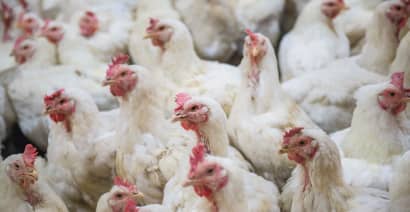 Costco is opening a chicken farm to escape America's chicken oligopoly