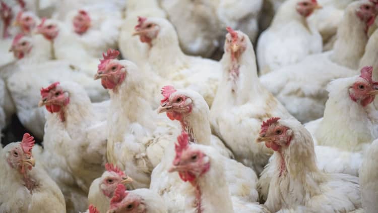 Costco plans to open a $440 million chicken farm to escape America's chicken oligopoly