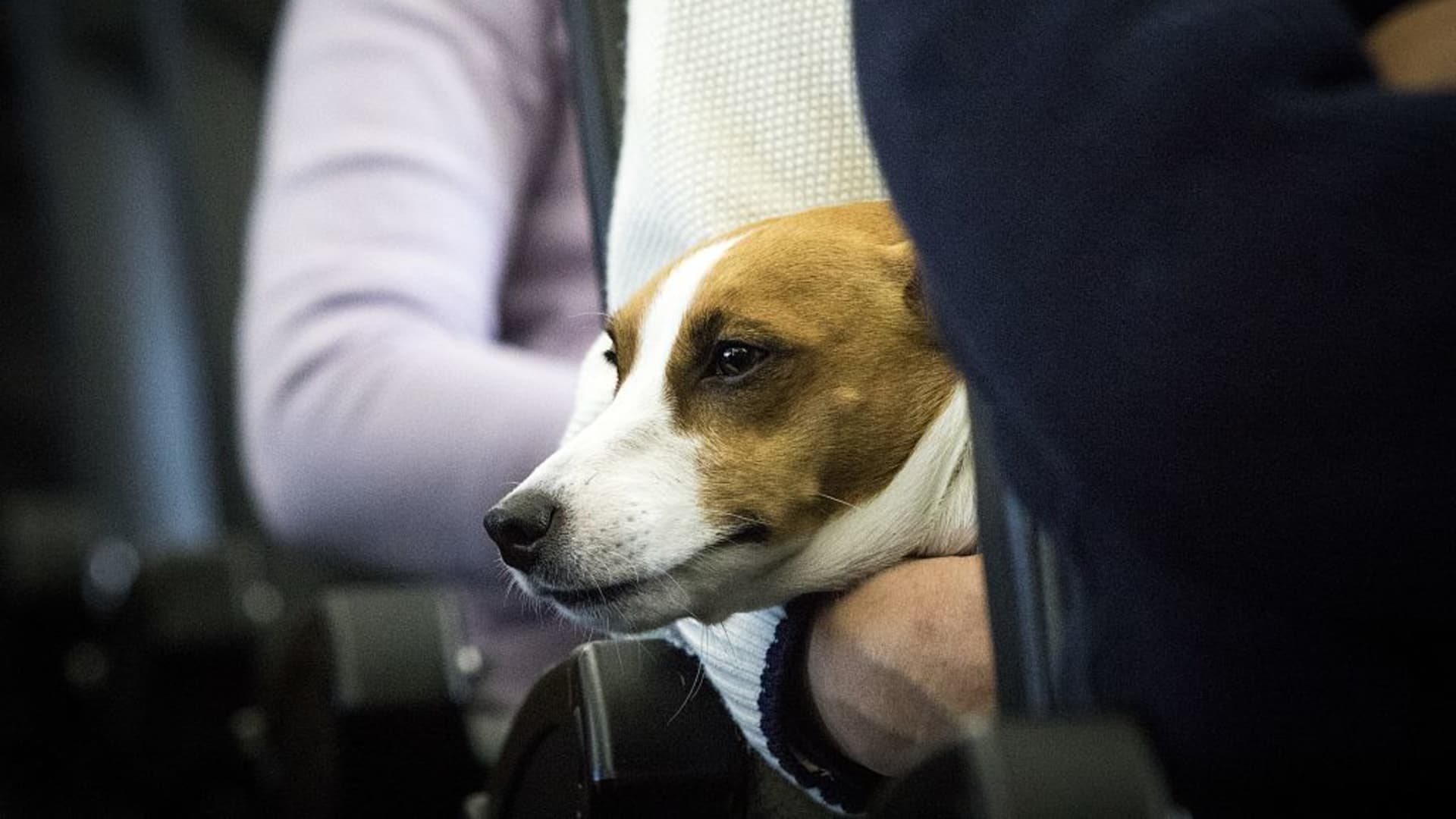 United Airlines bans emotional-support puppies and kittens