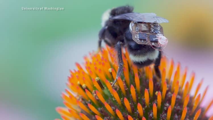 University of Washington researchers attach sensors to bumblebees