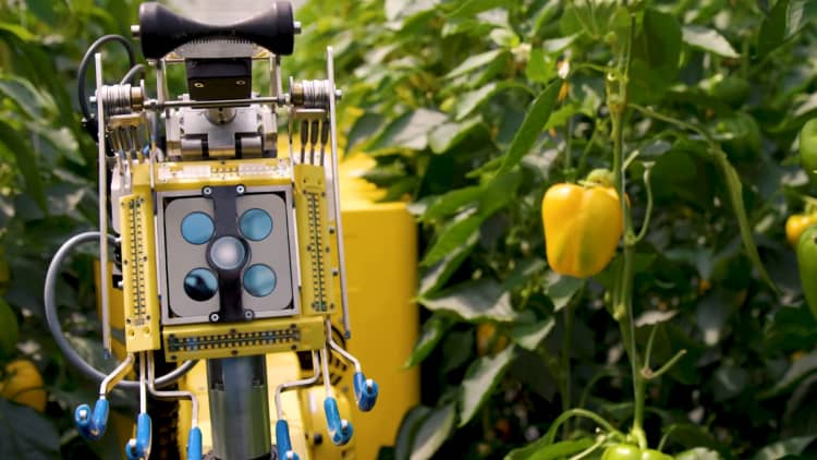 Watch this autonomous robot pick a peck of peppers with A.I. and a tiny saw