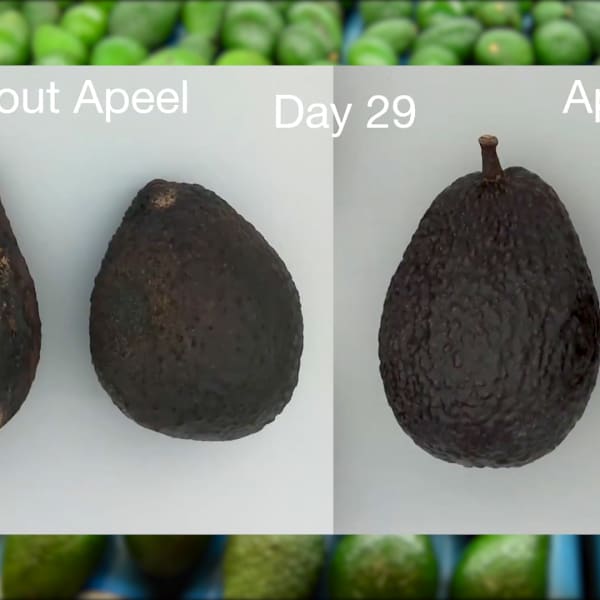This Bill Gates-backed start-up is fighting world hunger by making your avocados last longer