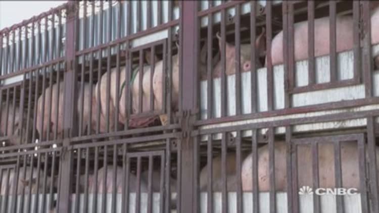 Swine fever outbreak adding pressure to Chinese economy