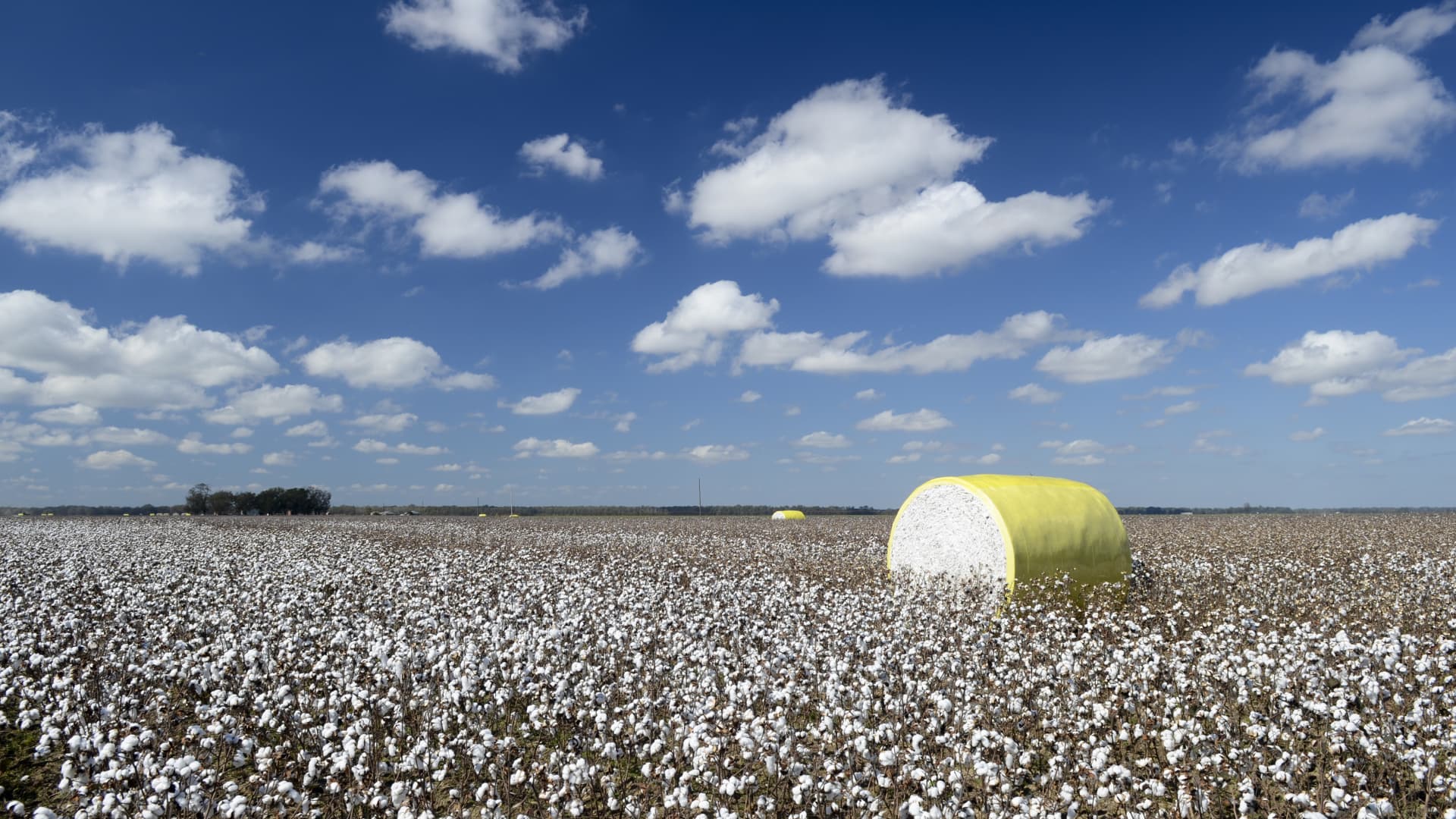 How drought cost America’s cotton industry billions