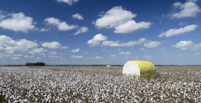 How drought cost America's cotton industry billions