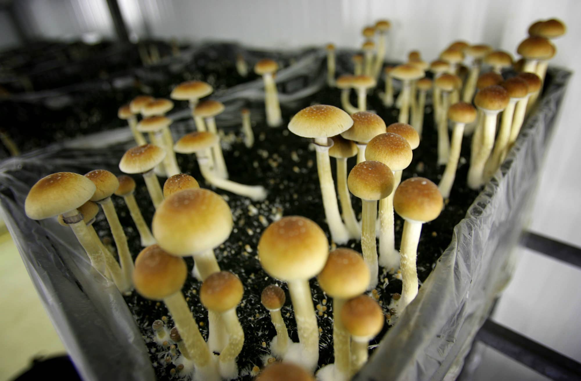 A psychedelic drug boom in mental health treatment comes closer to reality - CNBC