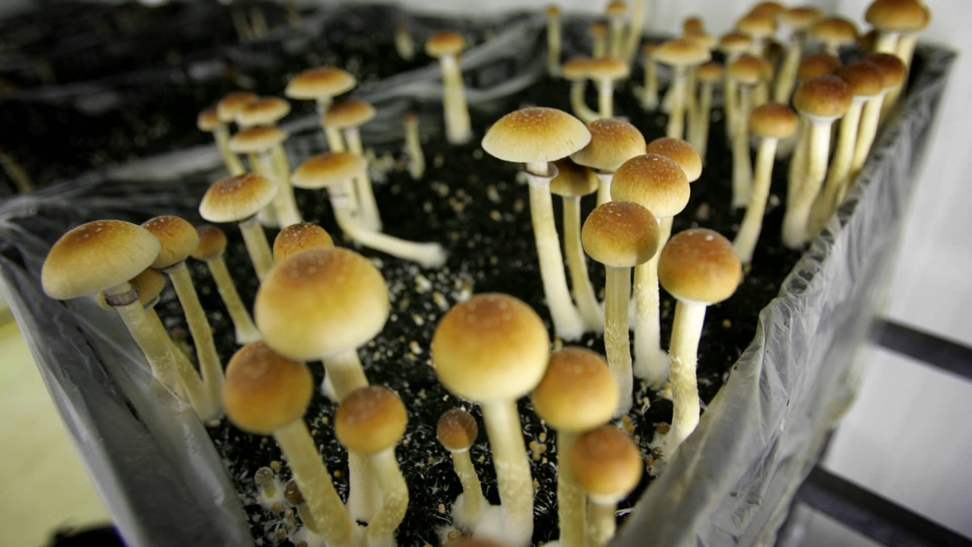 Psychedelic drug boom in mental health treatment nears reality