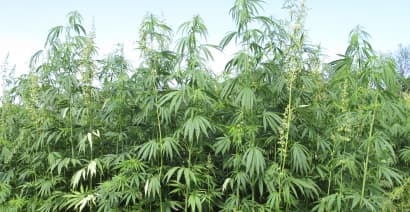 McConnell pushed for hemp legalization. Now Kentucky farmers are tripling down