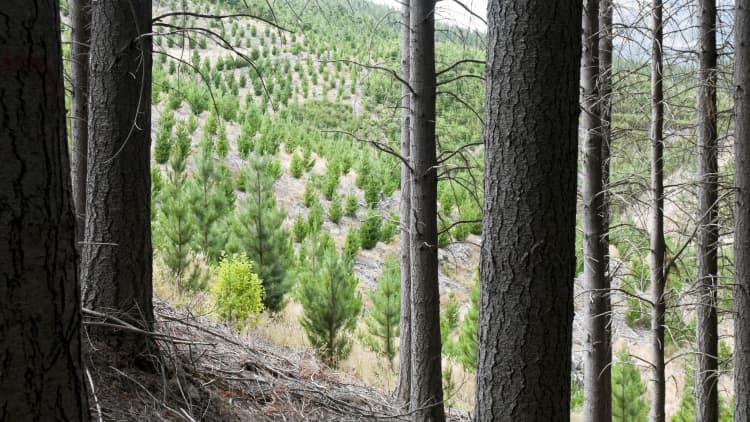The economics behind planting millions and millions of trees