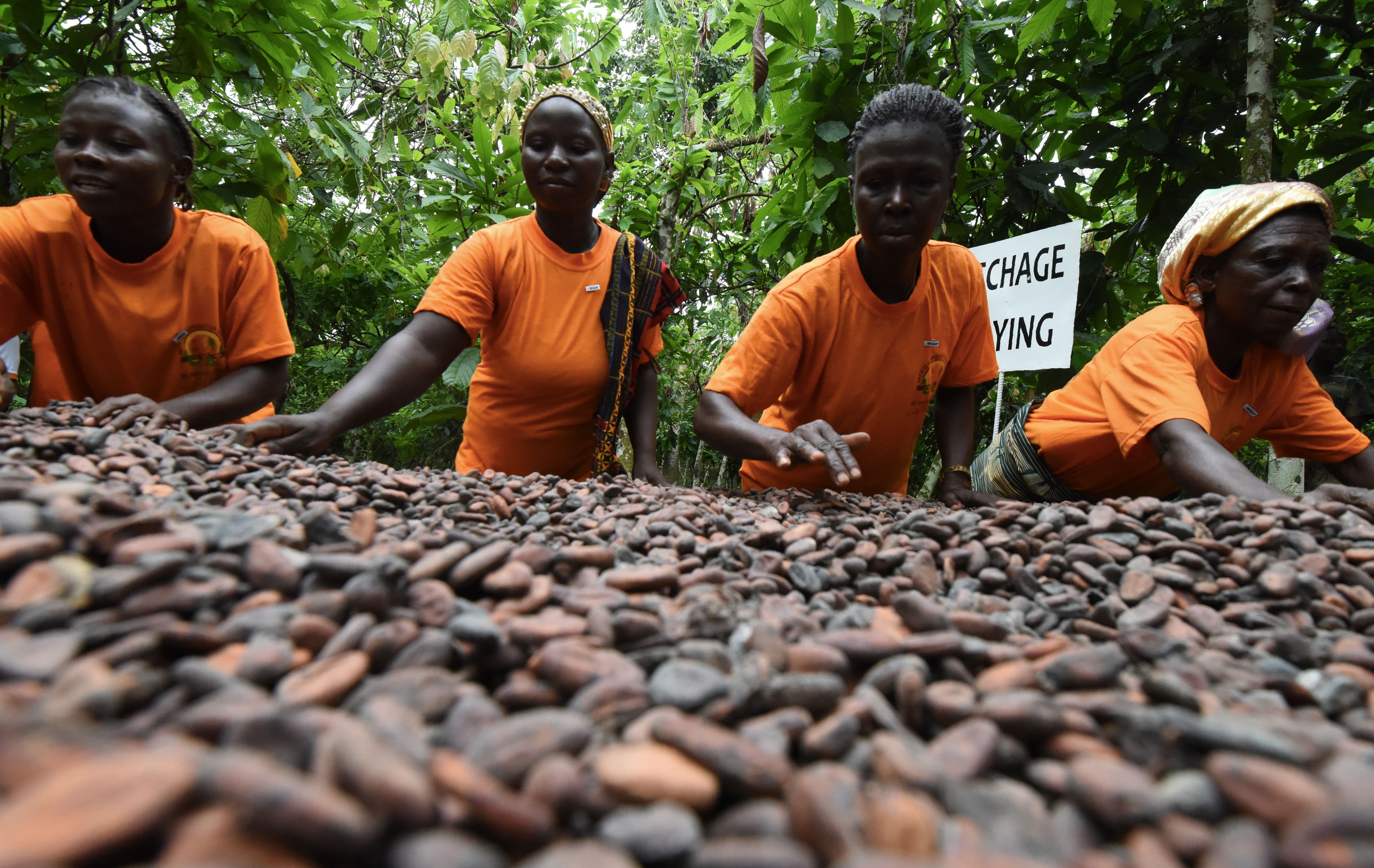 Cocoa Production In Africa