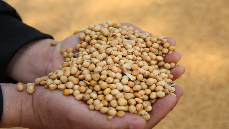 Soybeans have been surging on Chinese demand and purchases could continue