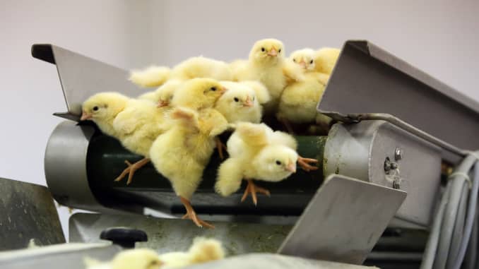 Chick culling: Germany makes tech to stop slaughter of male chicks