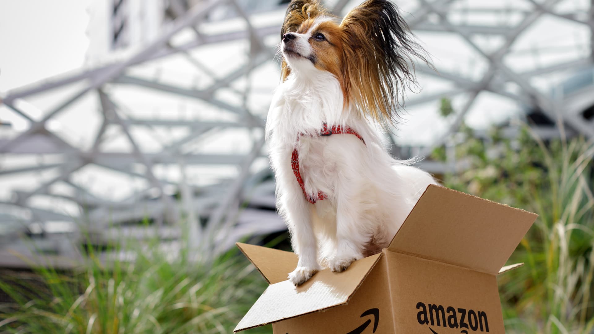 Amazon considers offering veterinary telehealth as it looks to compete with Walmart