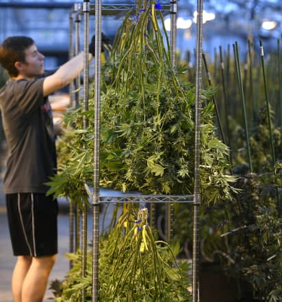 Colorado cannabis sales hit $1 billion as other states rush to market