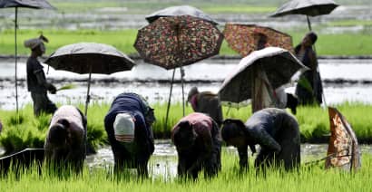 Rice prices surge to 7-year high as coronavirus sparks stockpiling