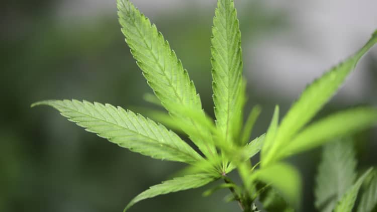 Rep. Jerry Nadler and Sen. Kamala Harris plan to introduce bill to decriminalize marijuana