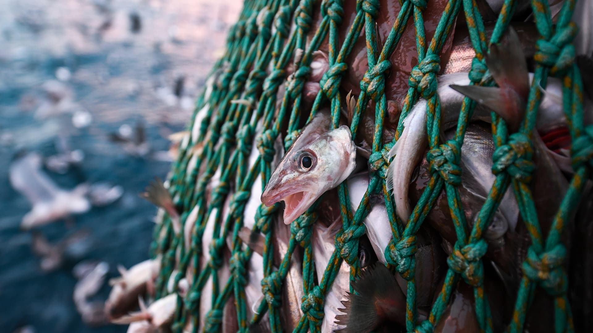 The U.S. is not harvesting as many fish as it could, driving up imports