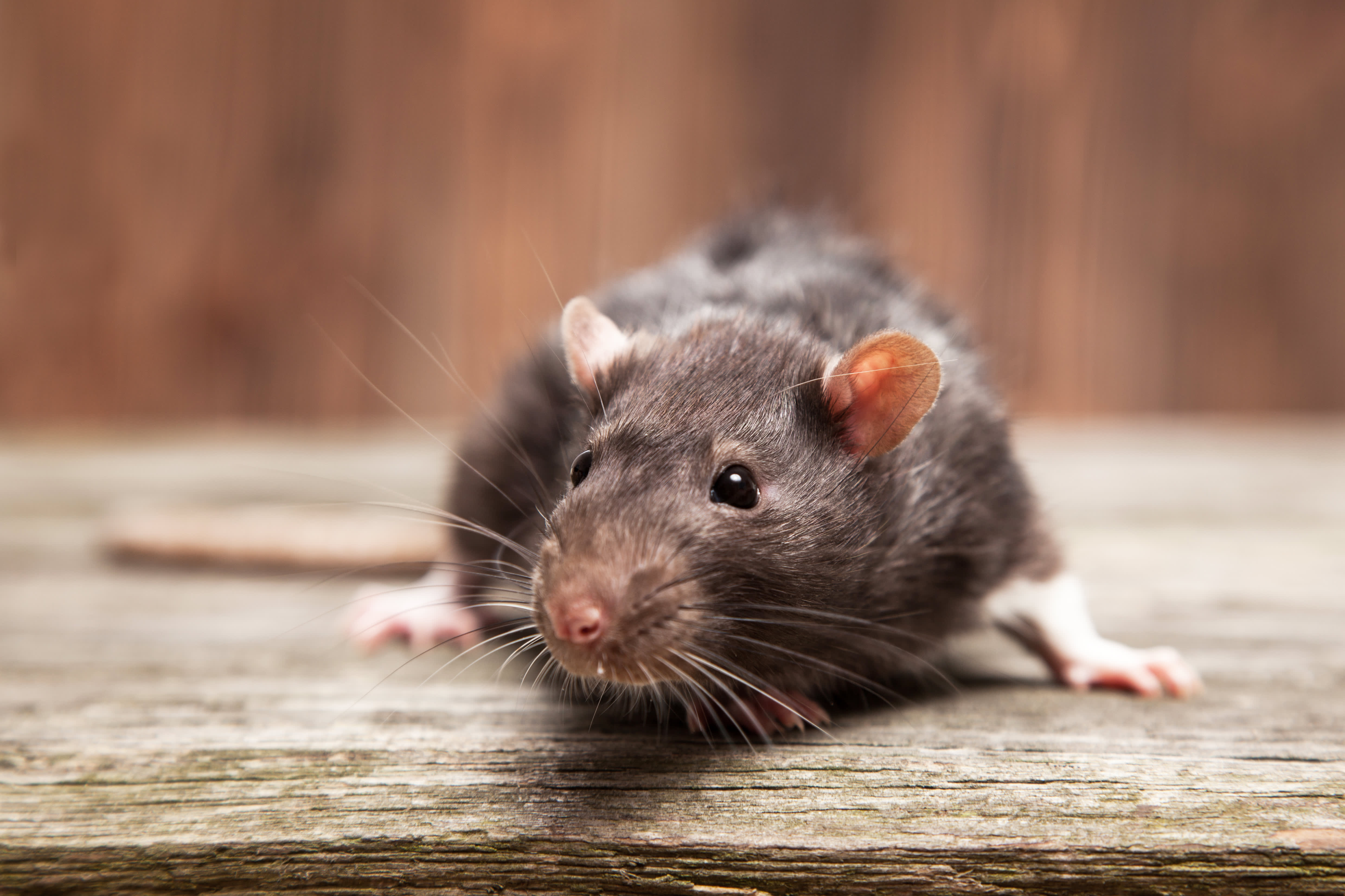 New York City Rat Population Is Hard to Measure