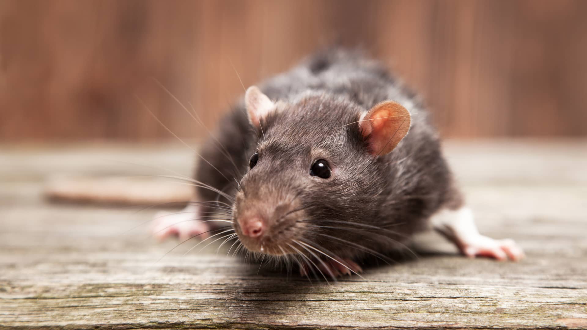 New York City wants to hire a ‘rat czar’—and could pay them $170,000 per year - CNBC