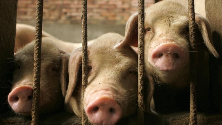 Scientists find potential new strain of 'pandemic' swine flu in China