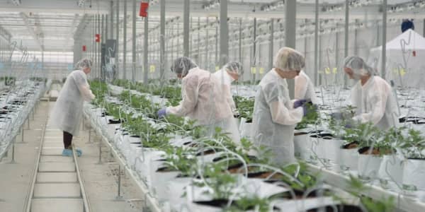 The unlikely companies that could spark another pot stock boom