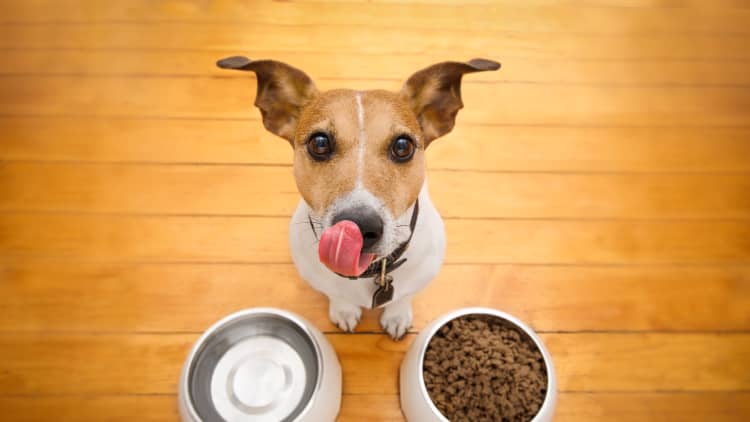 Plant-based dog food may be the next fake meat trend
