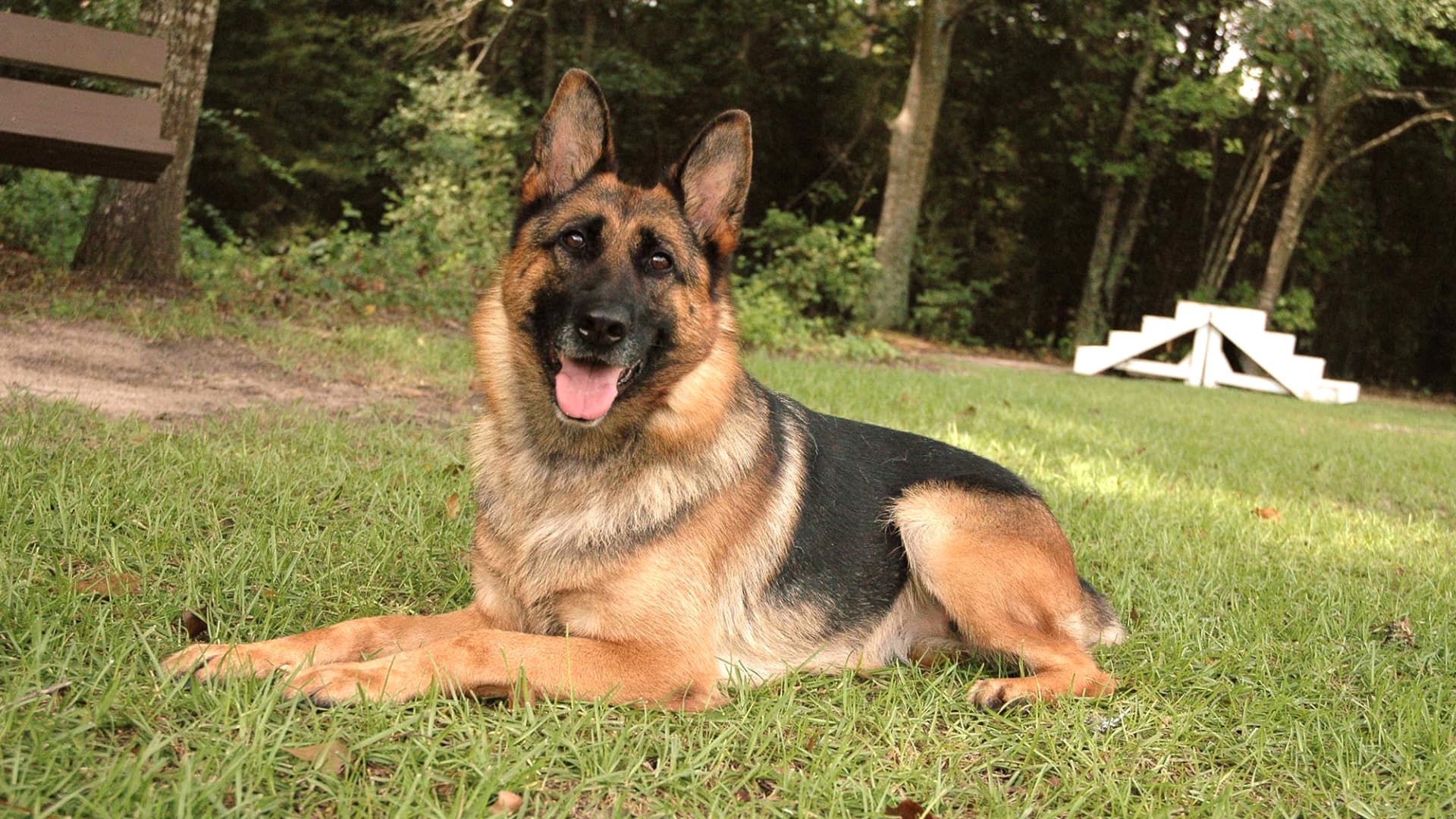 Harrison K-9's most expensive dog ever sold, Julia, who's purchase price was $230,000.