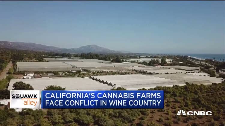 California cannabis farms are facing conflict in wine farm country