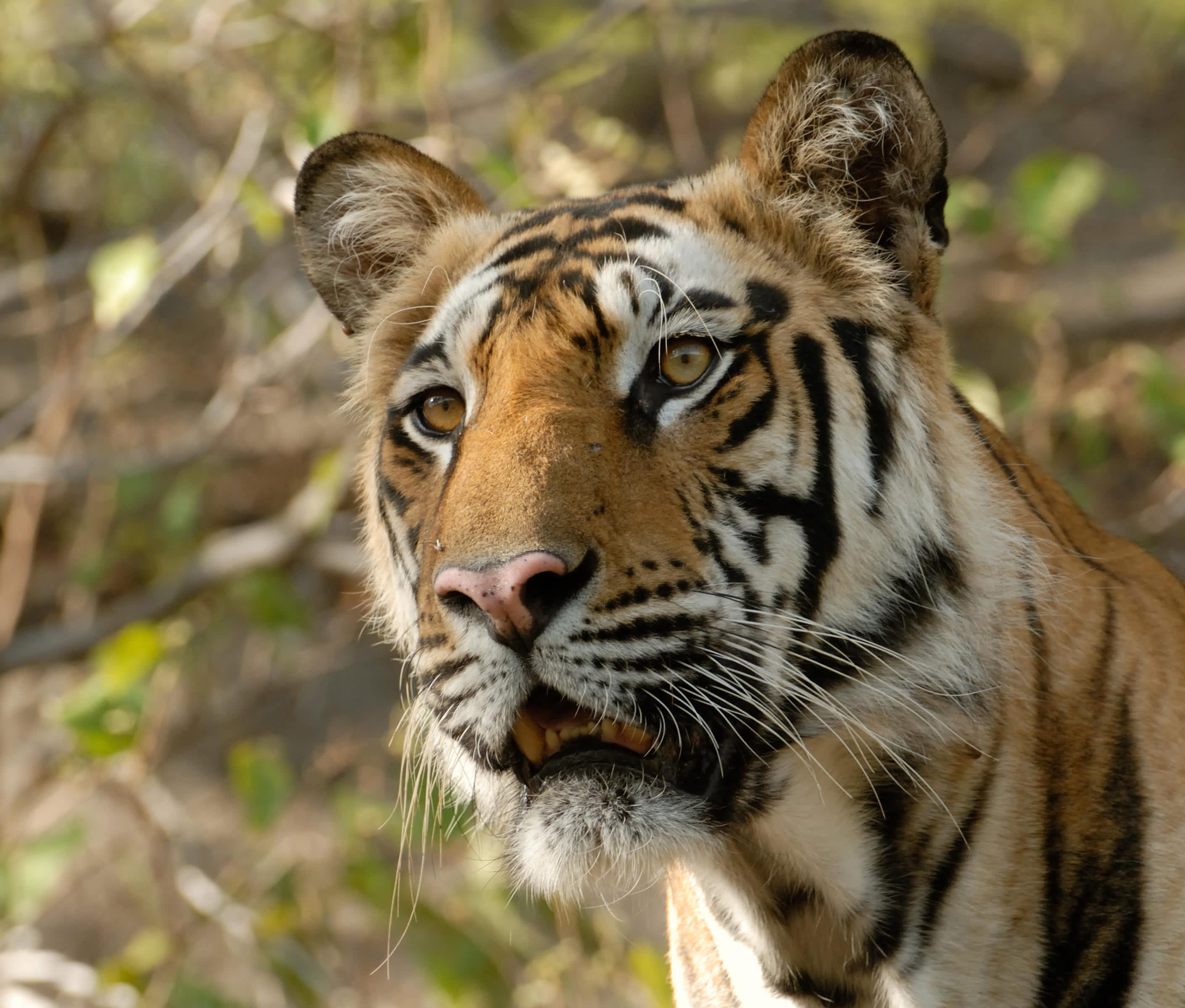 How to see tigers in India at Ranthambore National Park