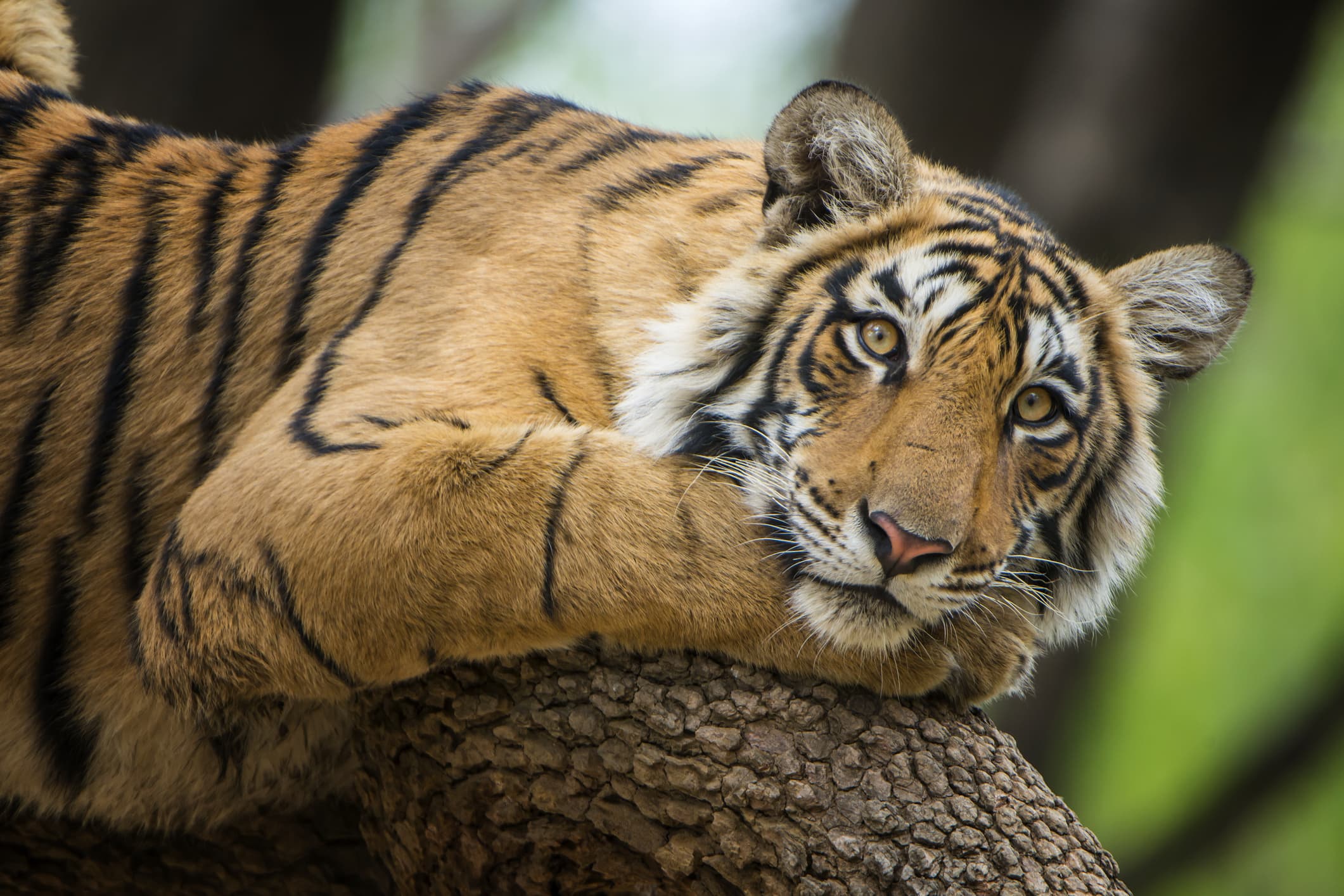 How to see tigers in India at Ranthambore National Park
