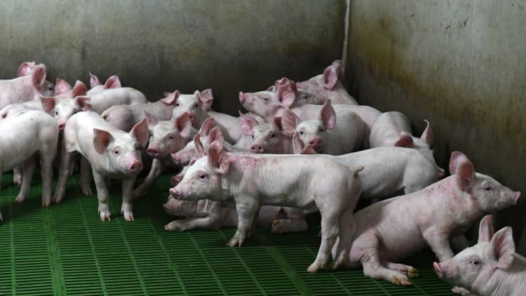 US pork prices surge as swine fever in China pressures supply